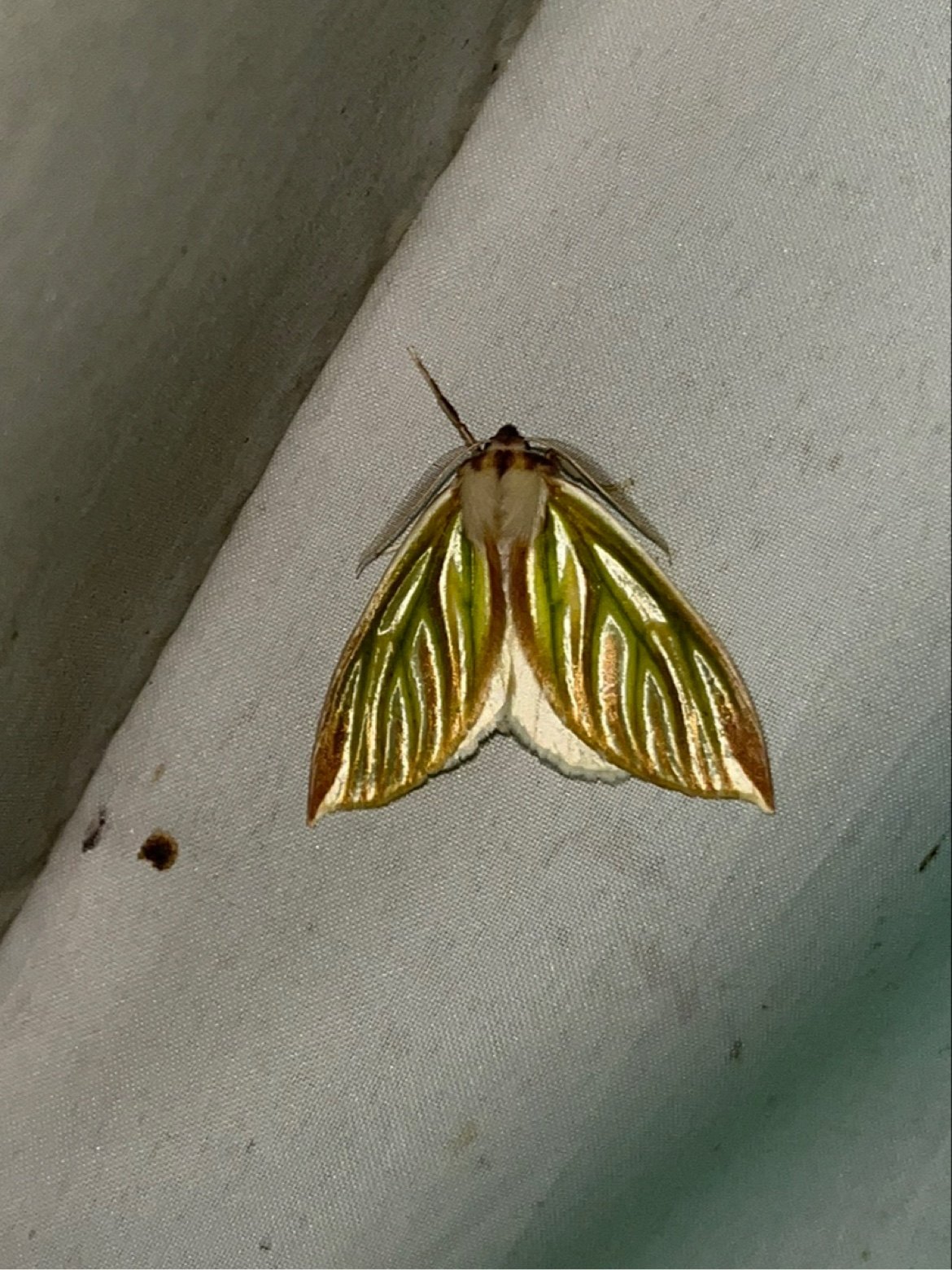 尖翅绢尺蛾,丝绸尺蛾a1原蛾 醉美飞蛾之一 飞蛾蝴蝶昆虫标本