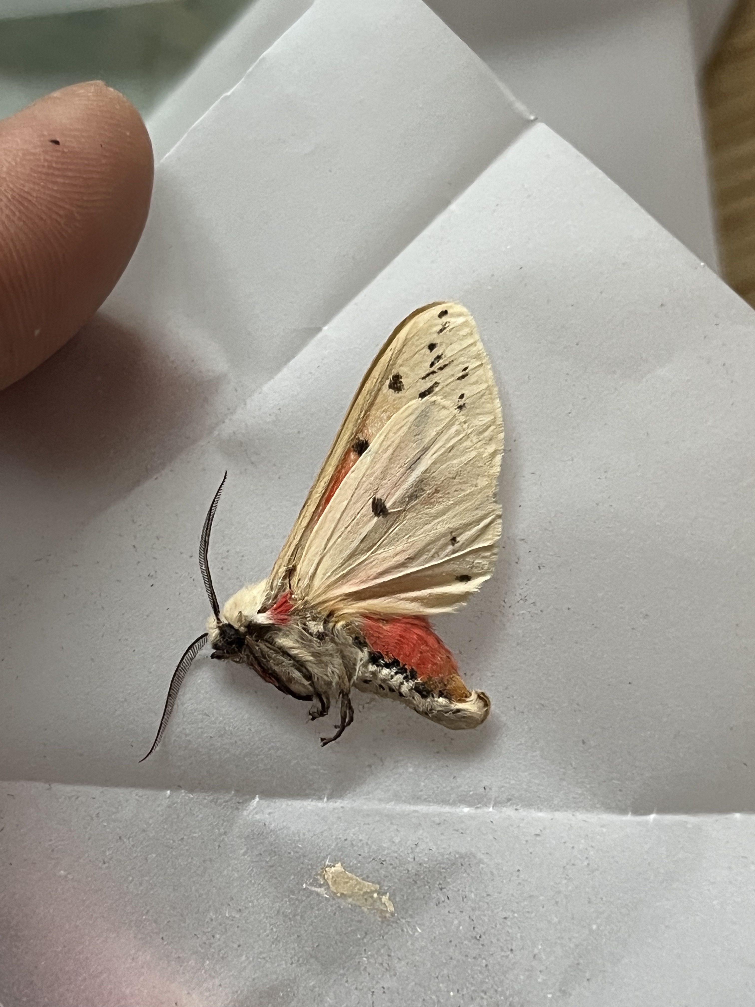 污灯蛾A1/-未展翅原蛾飞蛾蝴蝶昆虫标本素材裱框研究