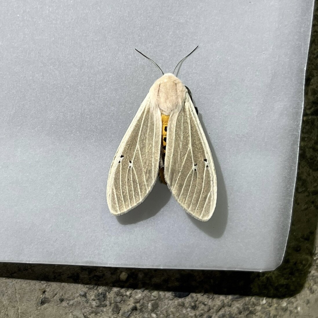 八点灰灯蛾a1未整姿原蛾飞蛾蝴蝶昆虫标本制作素材农业害虫研究