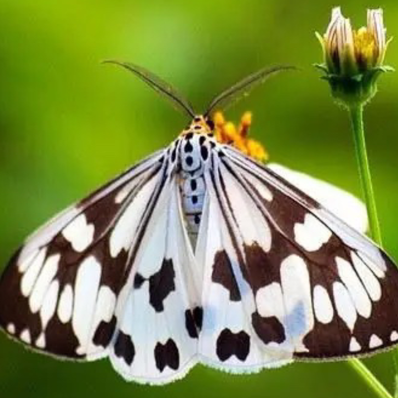 粉蝶灯蛾A1未整姿原蛾飞蛾蝴蝶昆虫标本生物教学仪器实验教材制作