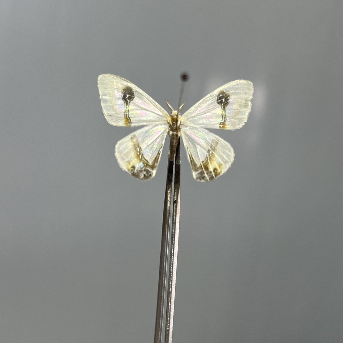 哑铃带钩蛾a1未展翅原蛾飞蛾蝴蝶昆虫标本素材制作生物教学定制