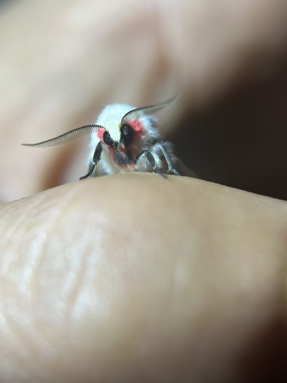 伪姬白望灯蛾a1未展翅原蛾飞蛾蝴蝶昆虫标本制作儿童手工兴趣爱好