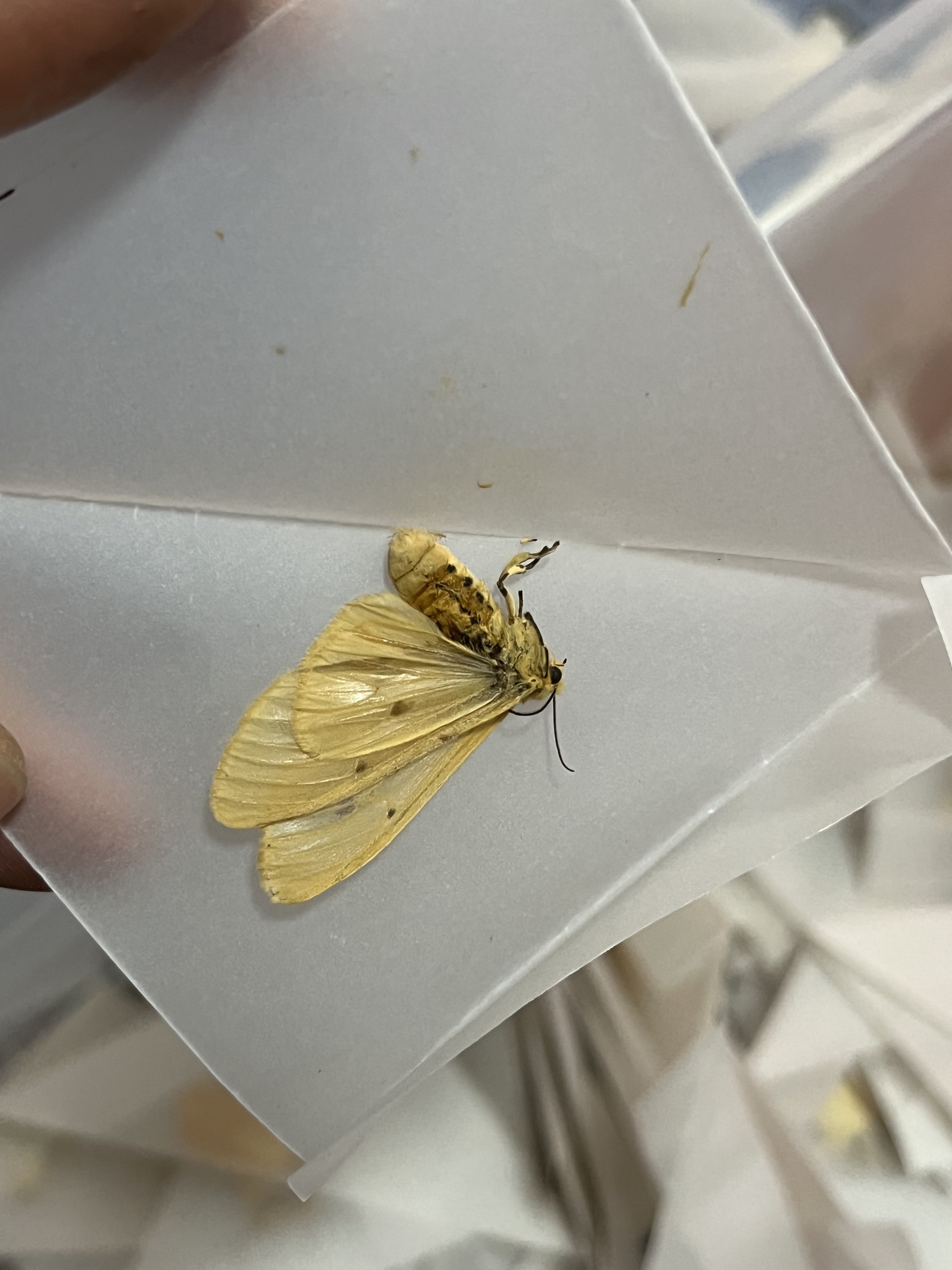 黄半透灯蛾a1/-未展翅原蛾飞蛾蝴蝶昆虫标本素材