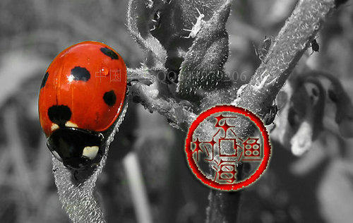 七星瓢虫/1-32星瓢虫/各种瓢虫/害虫克星/活体昆虫/个性宠物