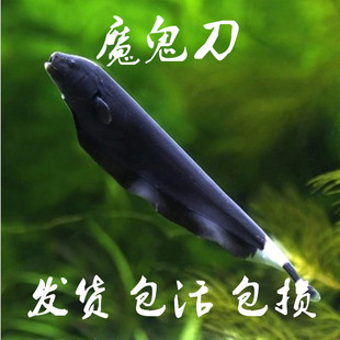 魔鬼刀热带鱼观赏鱼黑魔鬼刀羽毛鱼线翎光背电鳗观赏鱼黑羽毛活体
