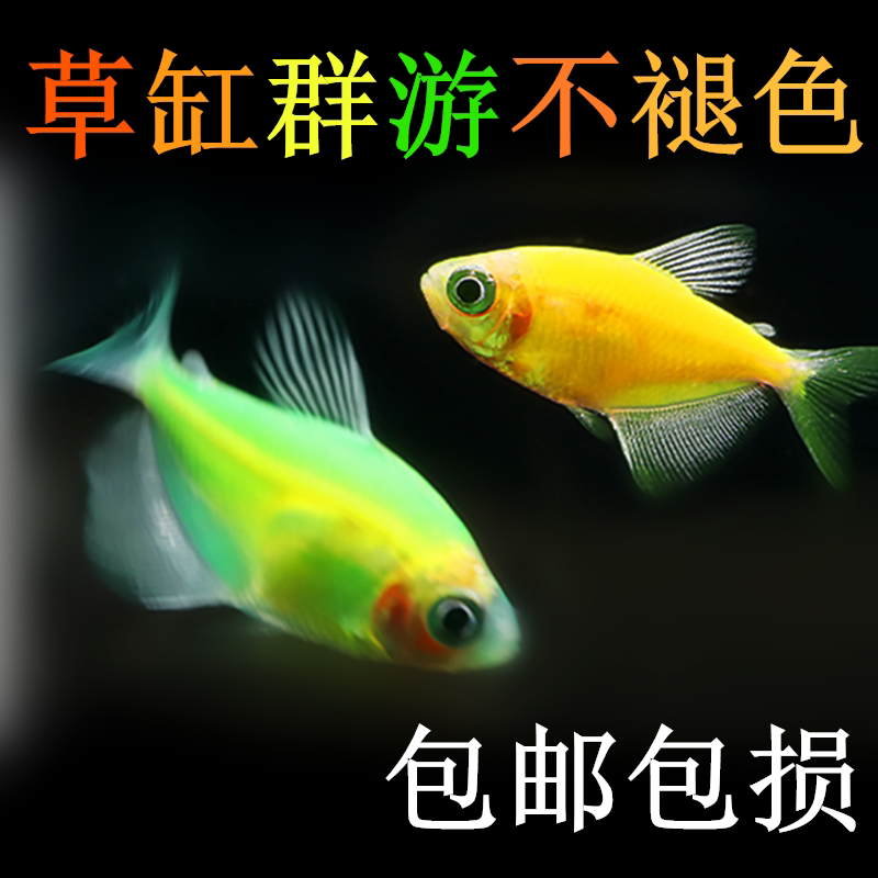 观赏鱼家庭彩色小型鱼缸热带鱼荧光柠檬天使鱼彩色好养群游淡水