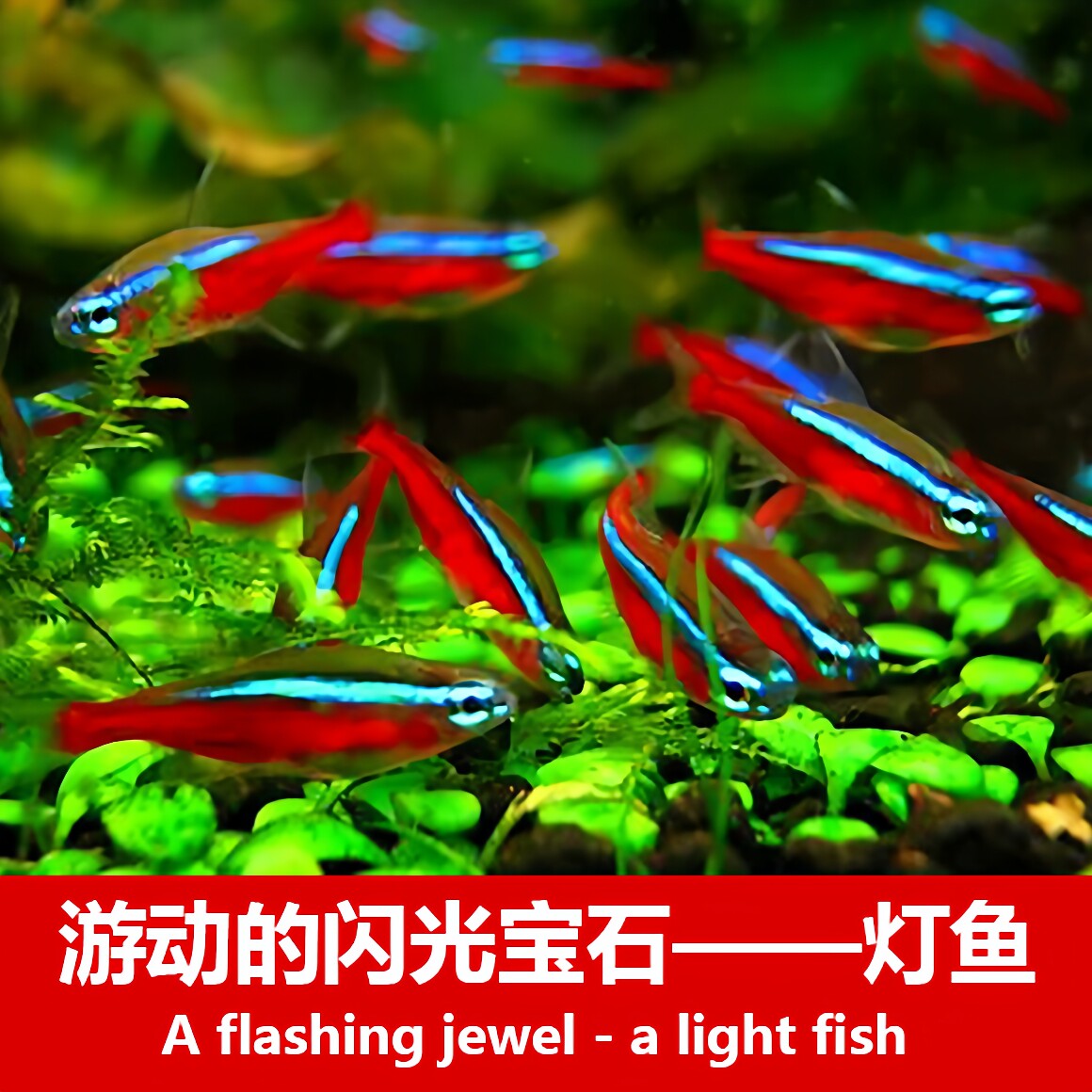 小型热带鱼宝莲灯群游包邮