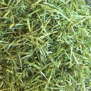 25年新燕麦草优质晒干草草兔子草荷兰猪豚鼠龙猫兔子食用兔饲料