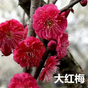 自私下單不發(fā)貨 直播間專(zhuān)拍 一物一拍 不退不換 原生紅梅老樁