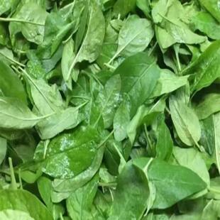 新鲜纯枸杞叶四季食用枸杞菜嫩叶子当天采摘农产品广东发货纯叶子