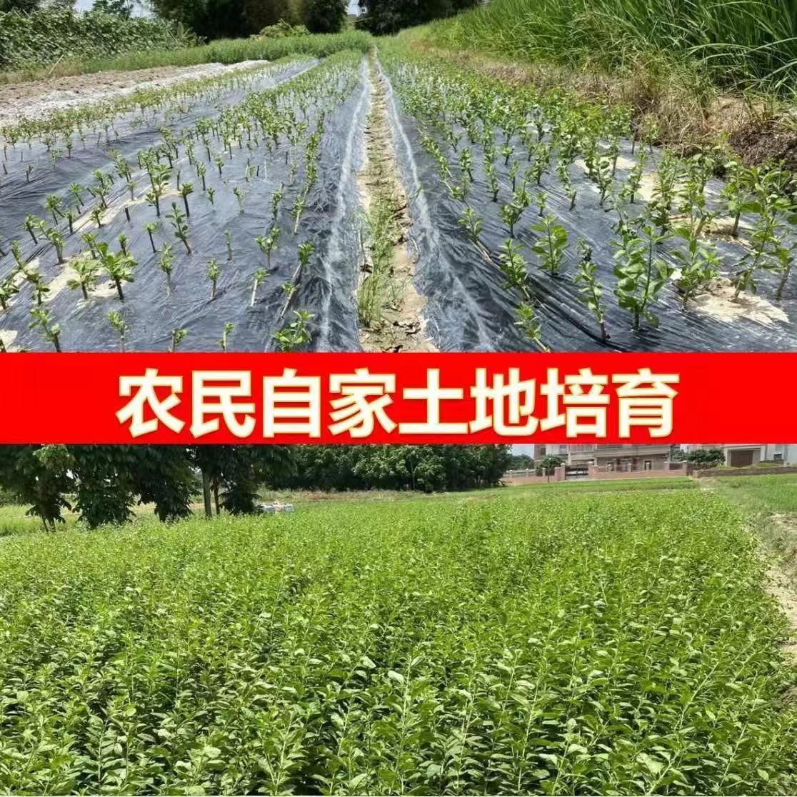 枸杞叶苗耐寒大叶枸杞菜盆景枸杞树苗食用大叶枸杞子菜枝苗梗条茎图片