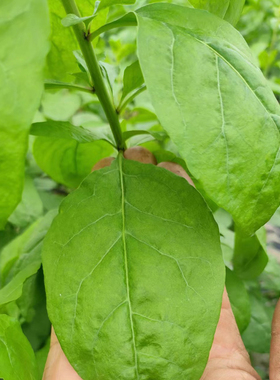 新鲜枸杞叶子纯叶子无杆现摘广东应节蔬菜枸杞菜嫩叶枸杞叶菜明目