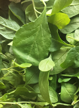 新鲜食用枸杞叶嫩芽带枝条四季枸杞叶枝发货当天采摘嫩叶煲汤蔬菜