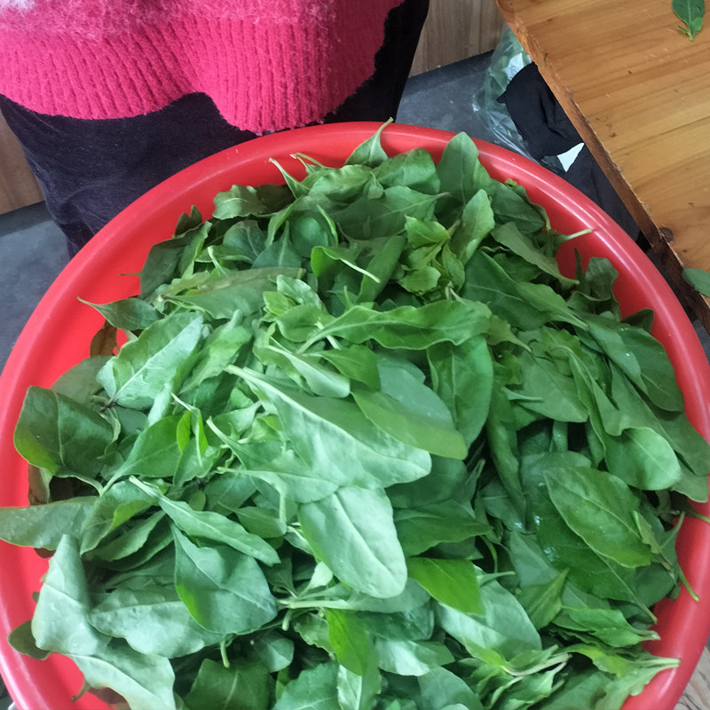 广东菜枸杞叶子新鲜枸杞嫩叶蔬菜当季煮汤野生农家煲汤食用枸杞叶