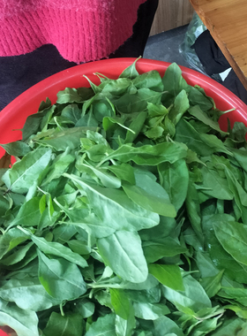 广东菜枸杞叶子新鲜枸杞嫩叶蔬菜当季煮汤野生农家煲汤食用枸杞叶