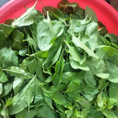 枸杞野菜叶子煲汤蔬菜新鲜食用广东枸杞叶菜现采摘天然煲汤带枝菜