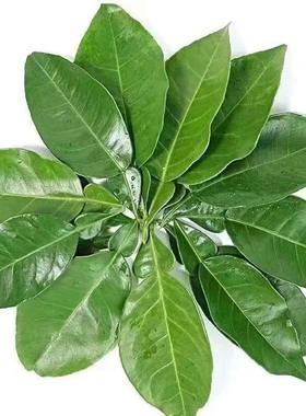 开运乔迁新居香料老树柚叶柚子叶