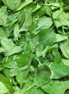 食用新鲜枸杞菜枸杞叶食用带枝菜应季蔬菜现摘煲汤嫩叶养生枸杞叶