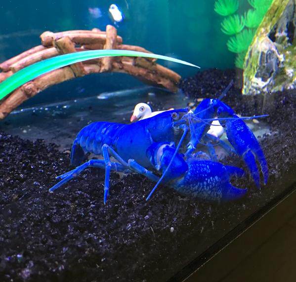 天空蓝魔鳌虾宠物虾人工天空蓝魔淡水观赏虾蓝鳌虾包邮