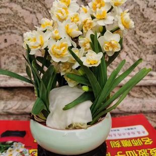 正宗漳州雕刻水仙花矮化种球带花削好室内水培开花带香味年宵花卉