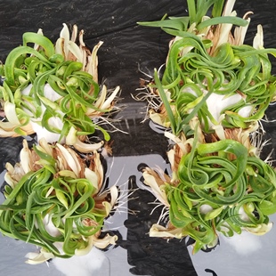 已矮化漳州雕刻水仙花矮化种球室内水培开花春节香味植物年宵花