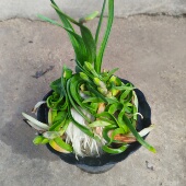 雕刻水仙花成品开花水培阳台室内比赛造型客厅学生作业漳州水仙花