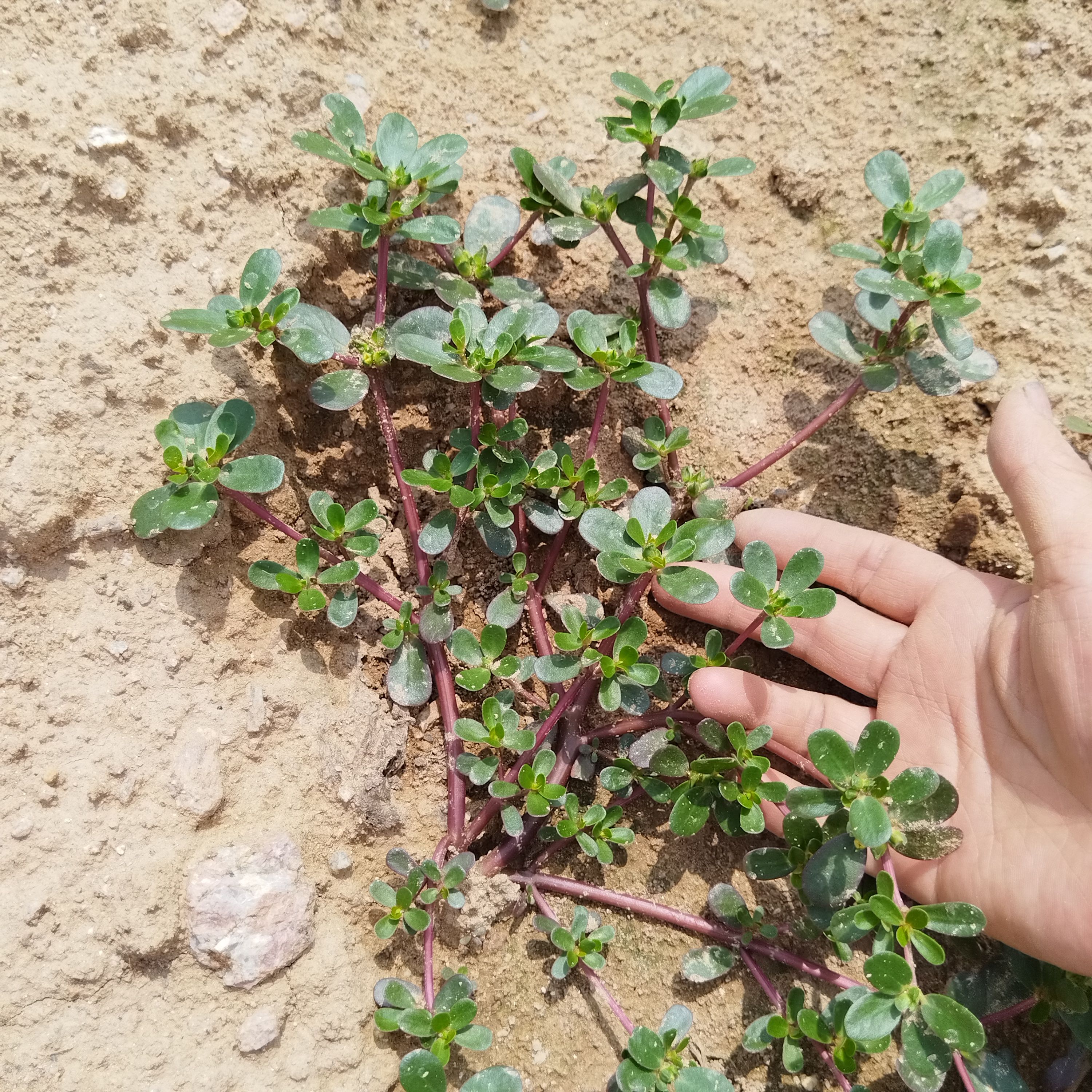 新鲜马齿苋菜鲜嫩现摘野菜马蜂菜草药现挖红色蚂蚱菜盆栽5颗大苗