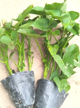 带根带土食叶型新鲜红薯叶地瓜叶番薯叶当季苕尖专吃叶子地瓜苗