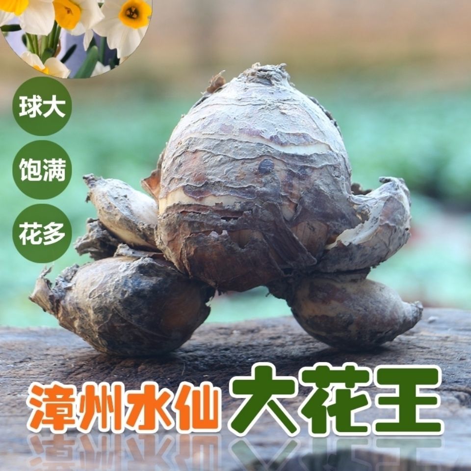 漳州水仙花种球大球大花王单瓣多花水培花卉精选花王种球适合雕刻