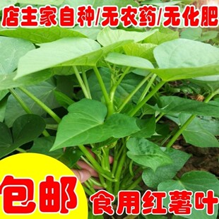 食叶型红薯苗现货包邮专吃叶子的地瓜叶种苗藤番薯红薯苗福薯18号