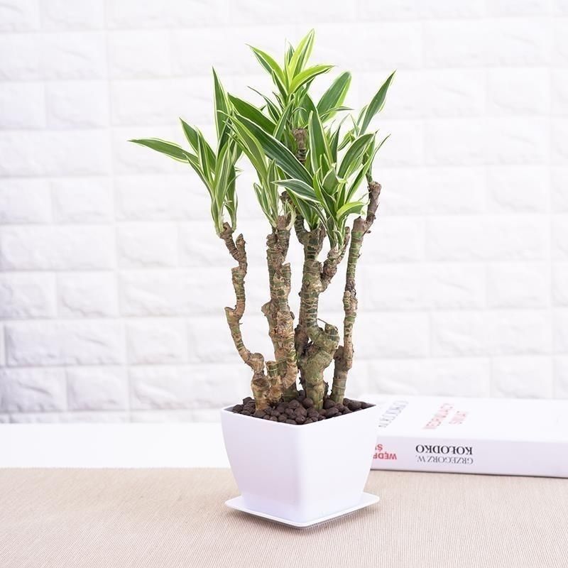 巴西美人铁老桩植物巴西木懒人盆栽绿植客厅阳台室内四季常青绿植