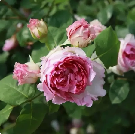 无刺爬藤蔷薇花浓香特大花四季开花藤本月季罗衣庭院阳台花墙拱门