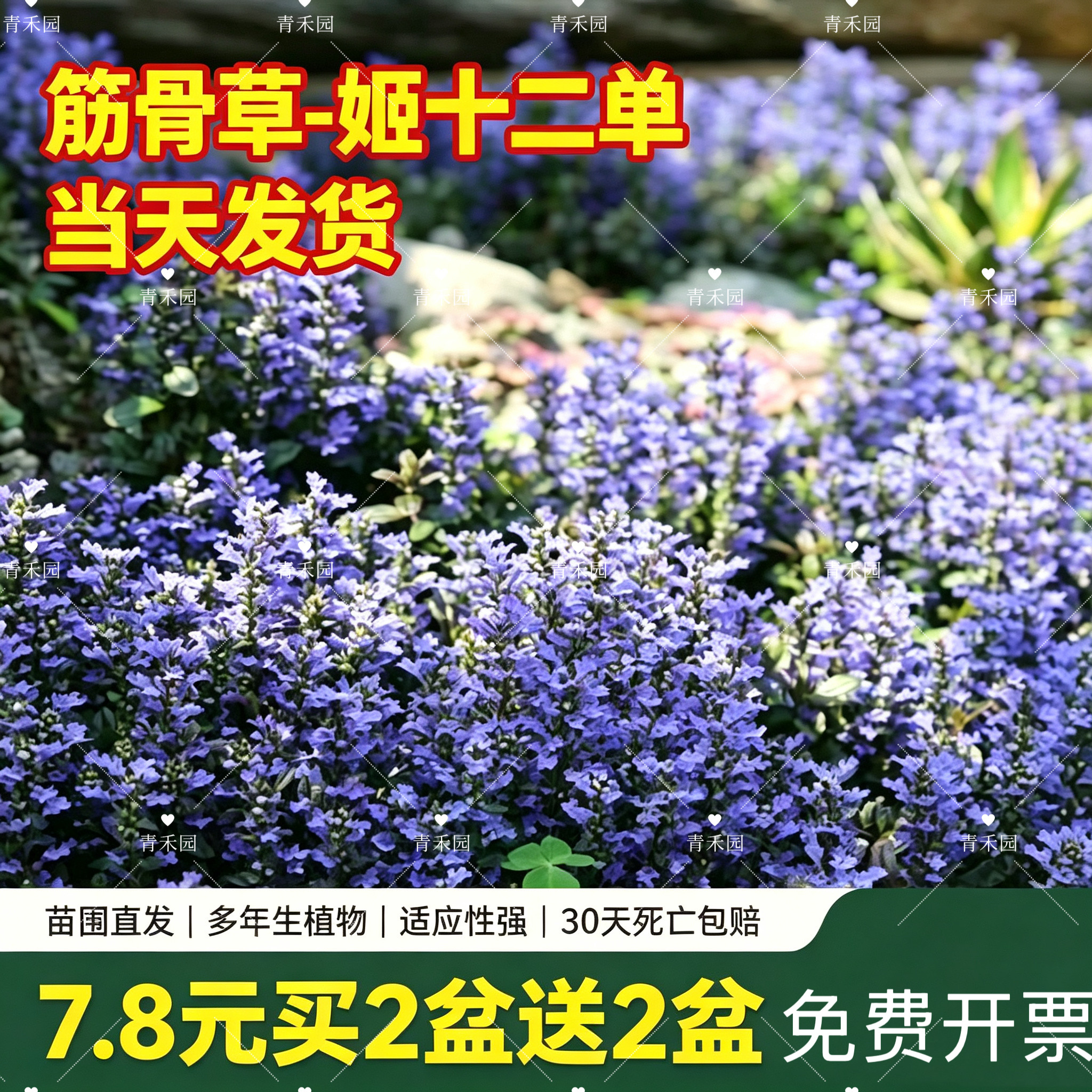 姬十二单筋骨草苗多年生耐寒耐旱