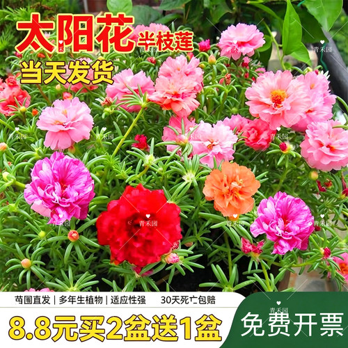青禾园太阳花耐寒耐旱好养盆栽