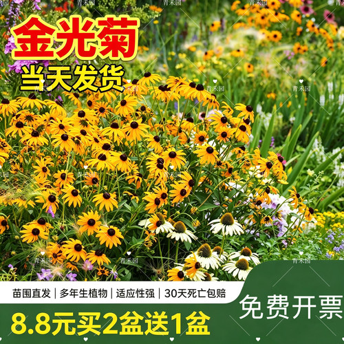 青禾园金光菊耐寒耐旱好养