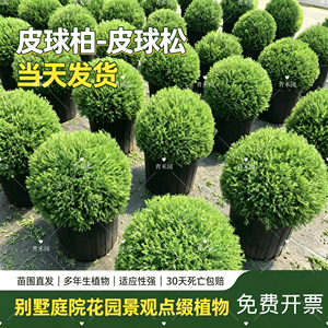 皮球松盆栽四季常青耐寒绿植