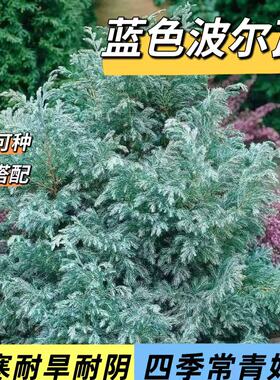 蓝湖柏蓝色波尔瓦盆栽花苗花柏树观叶庭院阳台圣诞树耐寒花镜植物