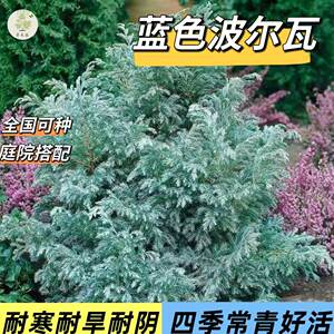 蓝湖柏蓝色波尔瓦盆栽花苗花柏树观叶庭院阳台圣诞树耐寒花镜植物