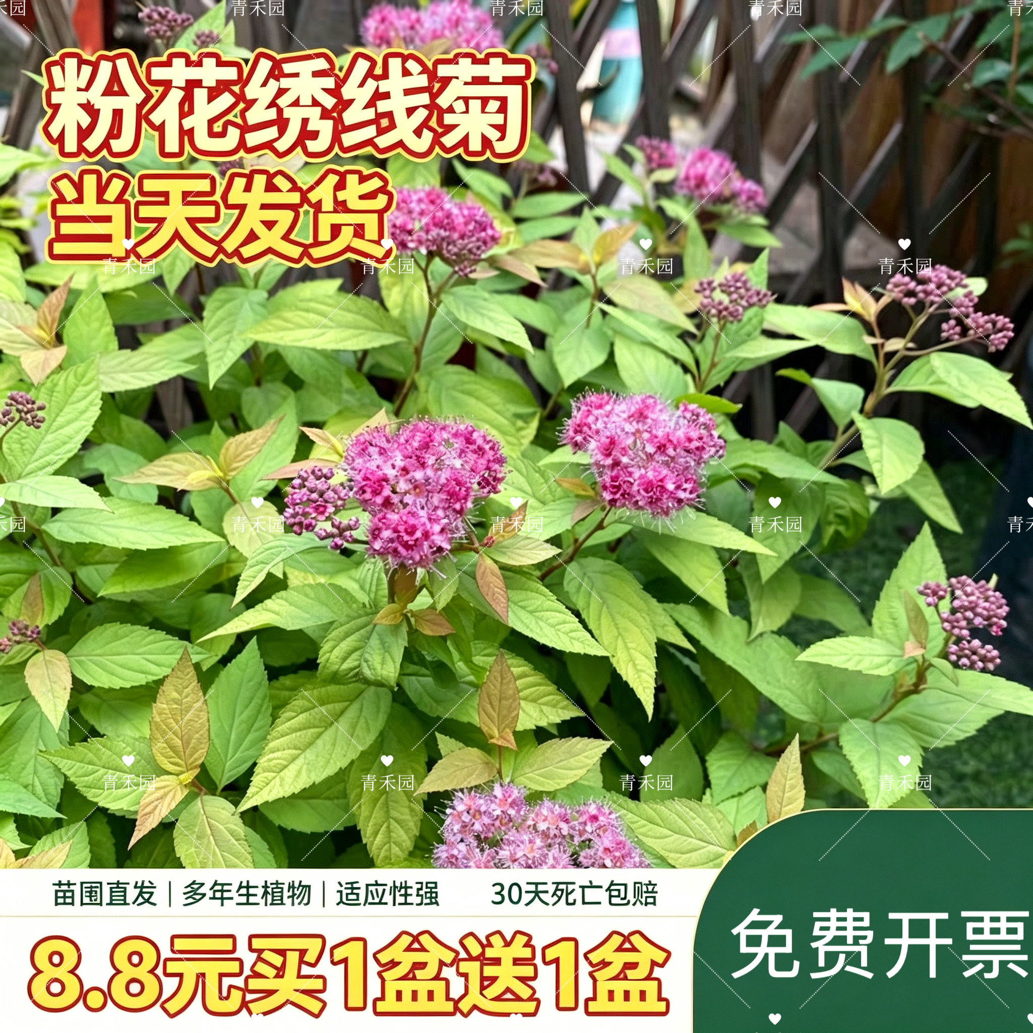 青禾园粉花绣线菊耐寒耐旱盆栽