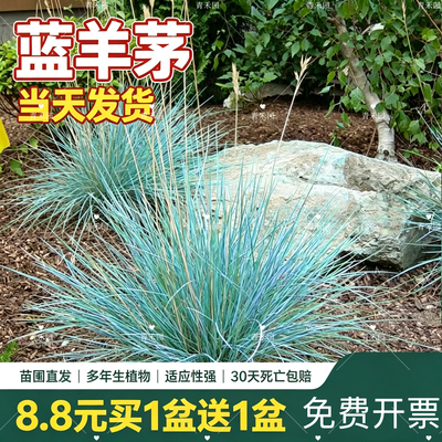 青禾园蓝羊茅耐热耐寒四季常绿