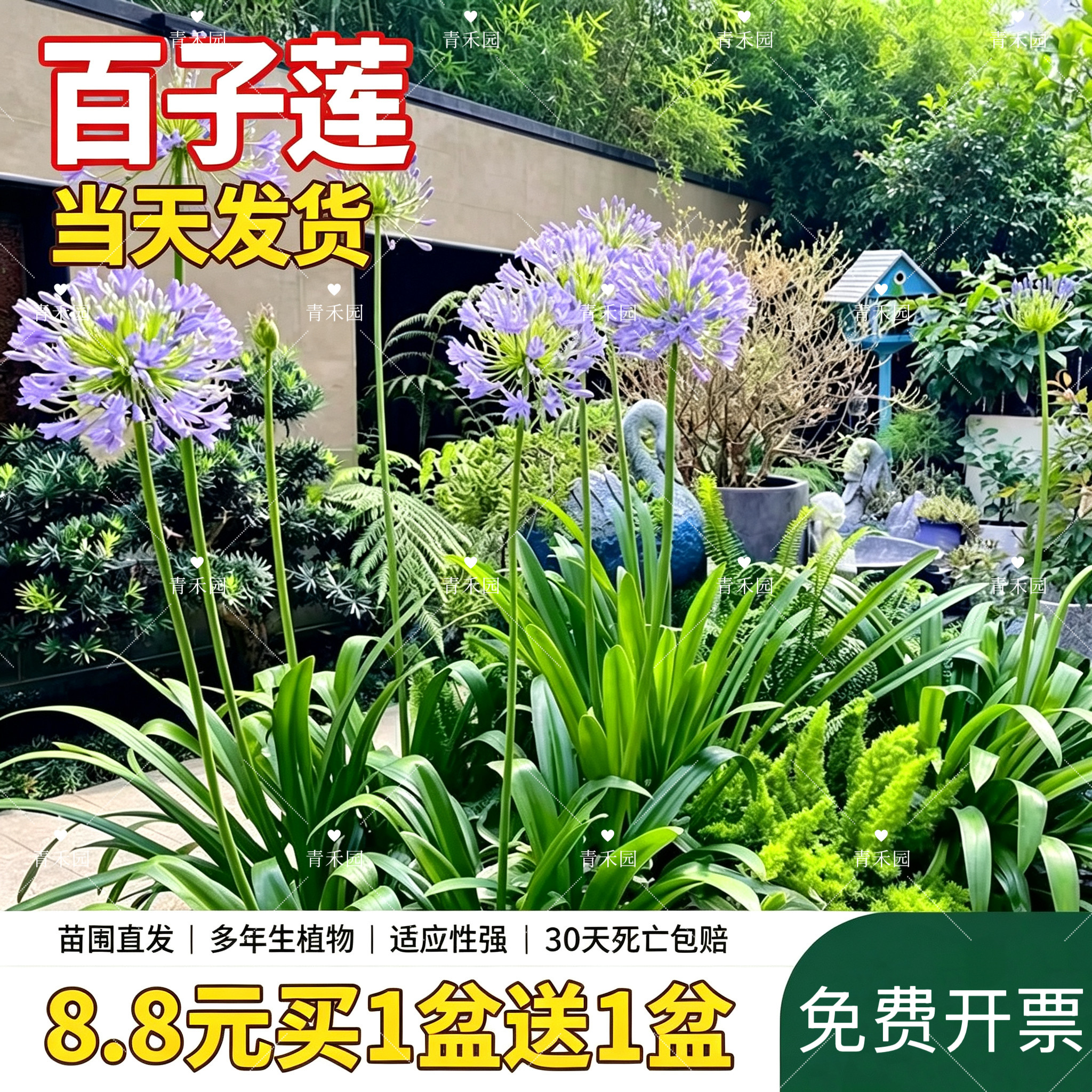 百子莲盆栽多年生楼顶庭院阳台