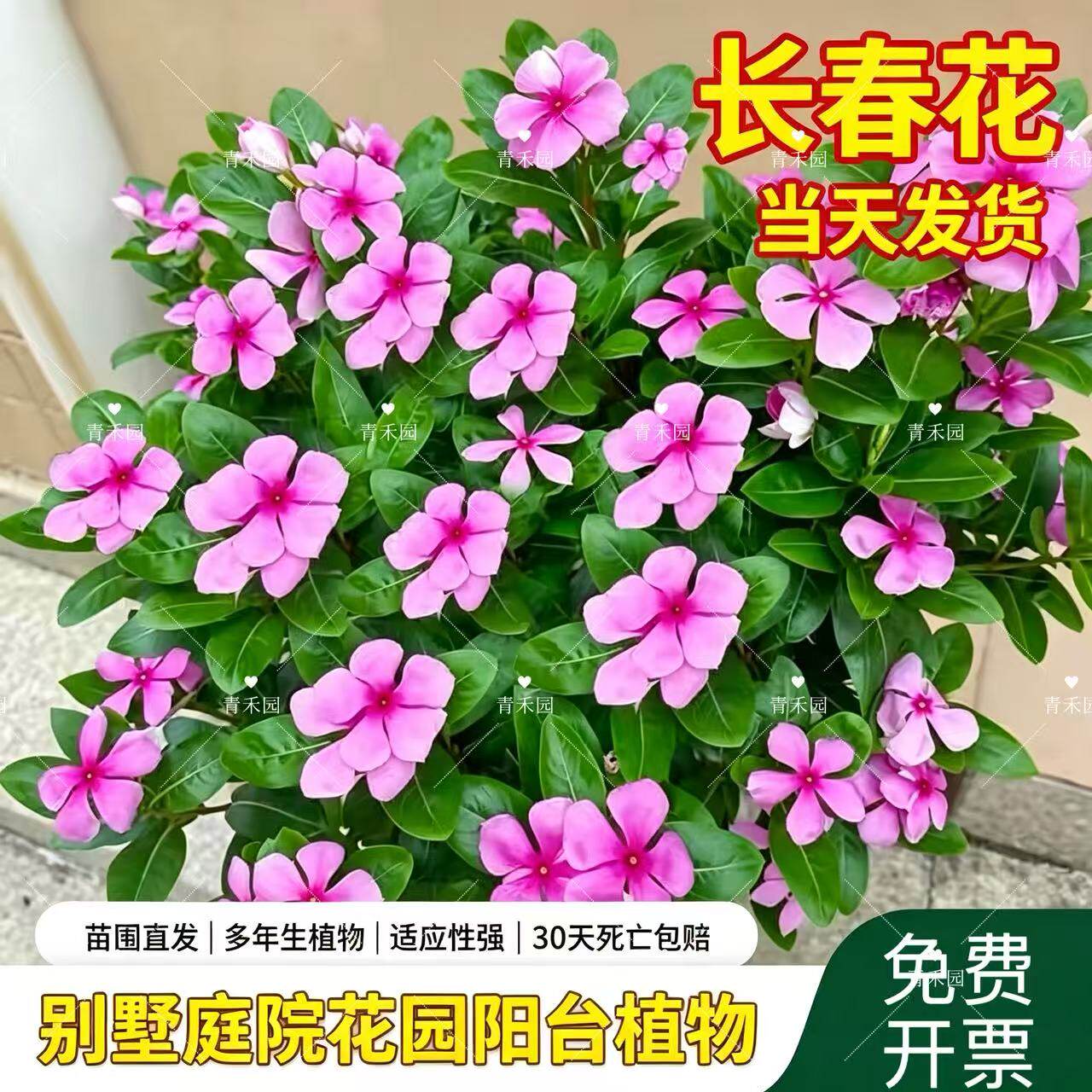 箐禾园长春花盆栽四季开花耐热