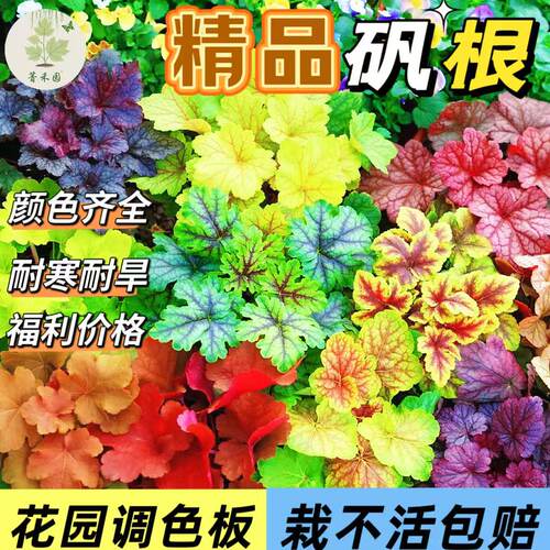 矾根盆栽花卉植物四季常青观叶