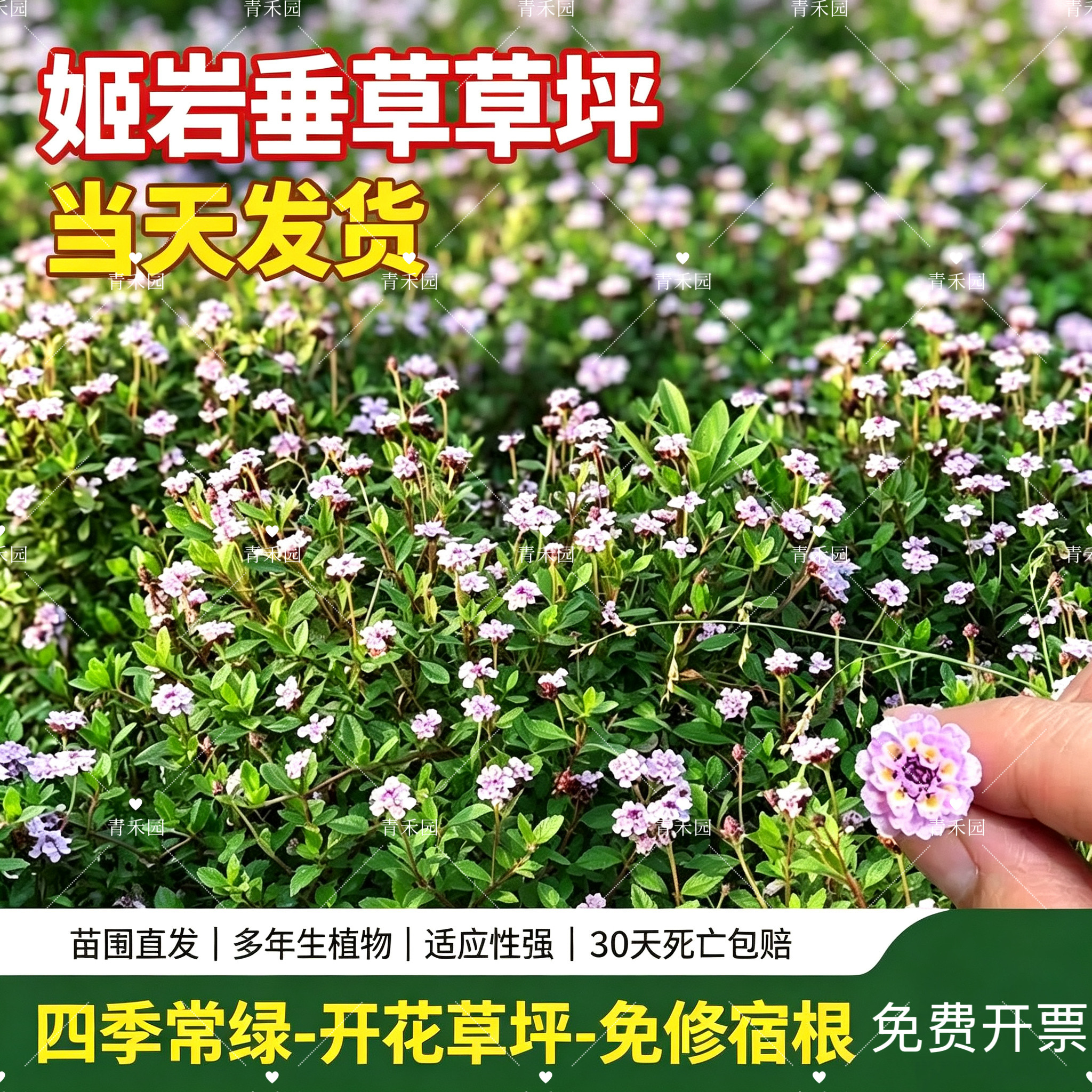姬岩垂草草皮庭院绿化耐寒耐热