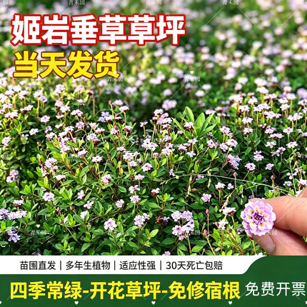 姬岩垂草草皮庭院绿化耐寒耐热常绿开花草坪耐踩好养地被植物花卉