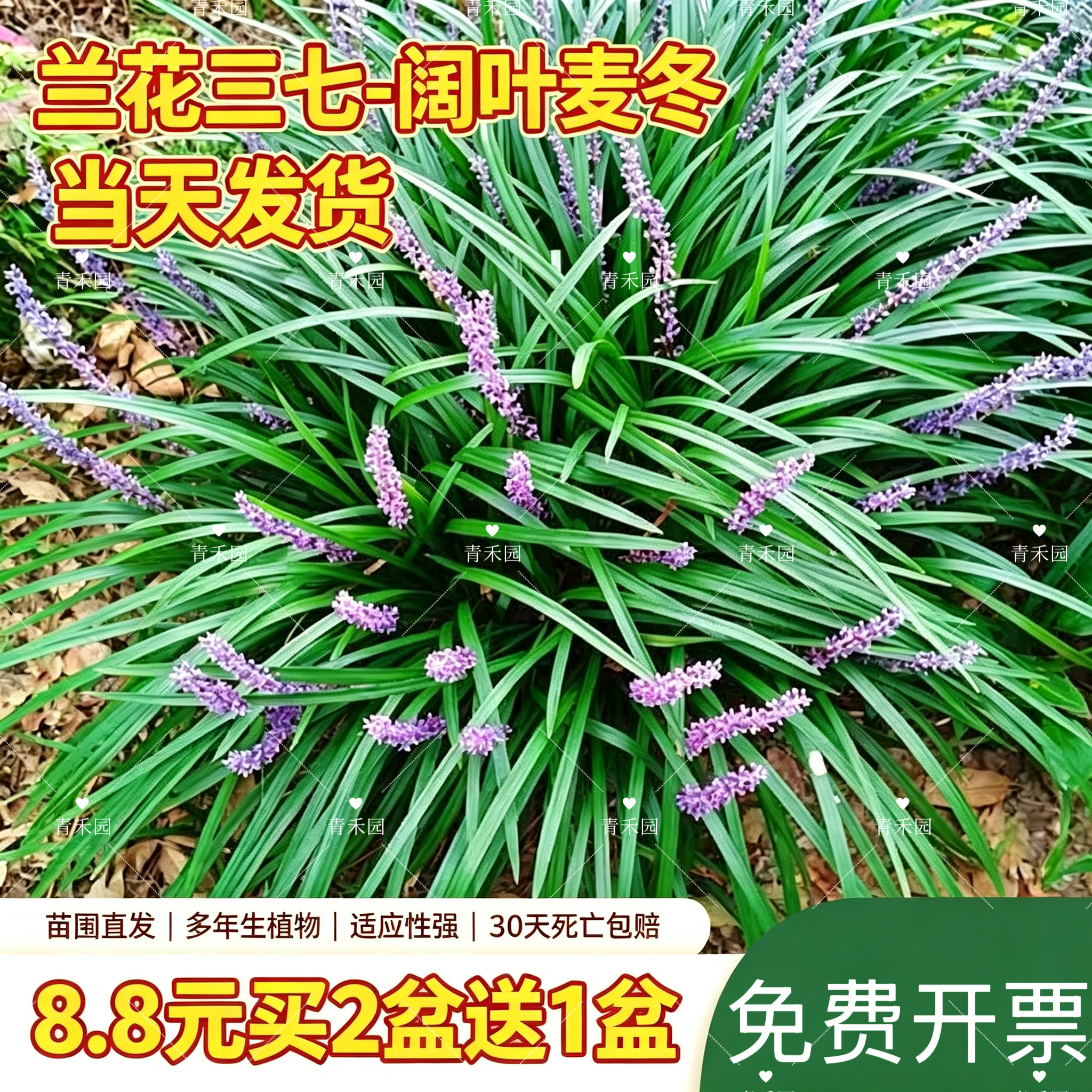 兰花三七阔叶麦冬草长宽叶麦冬草庭院植物耐寒四季常青耐阴好活