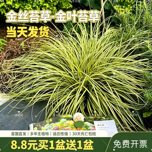 金叶苔草盆栽庭院室外植物
