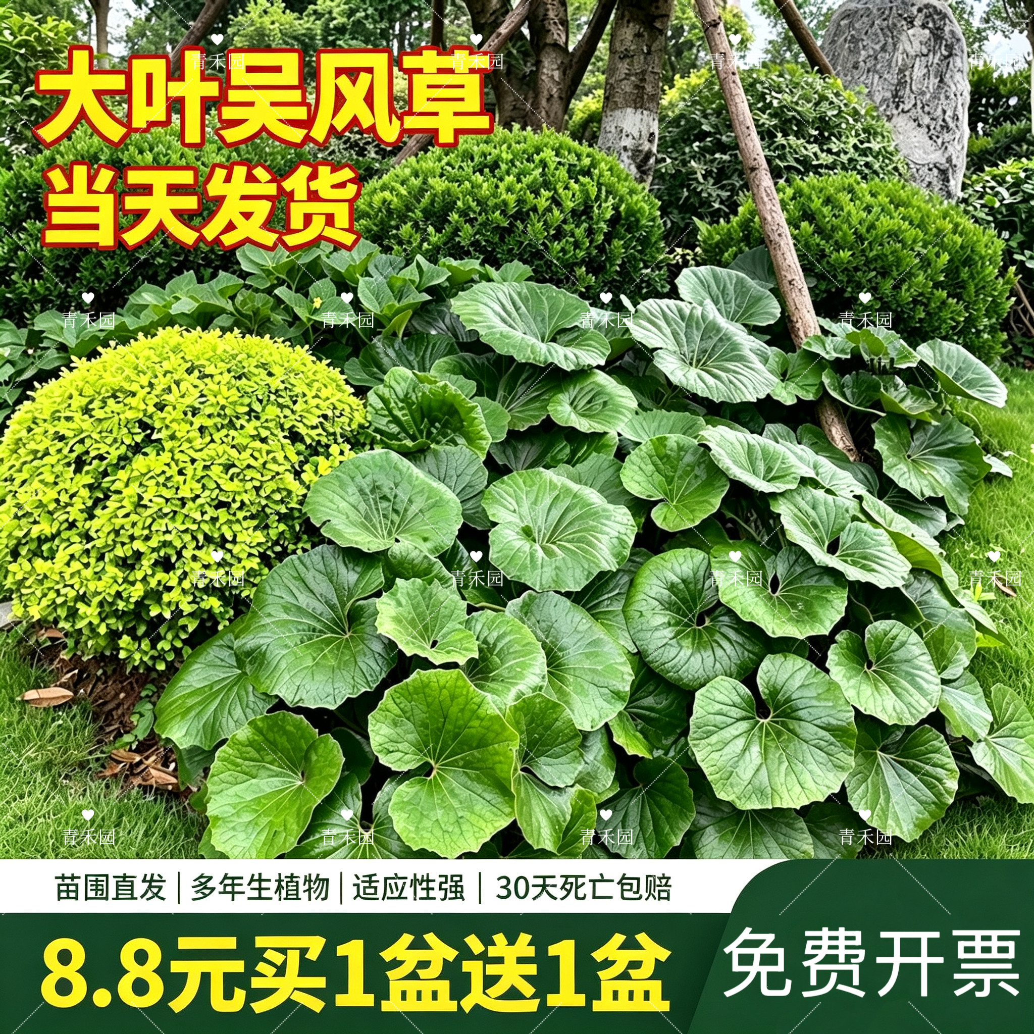 大叶吴风草盆栽四季常绿耐阴