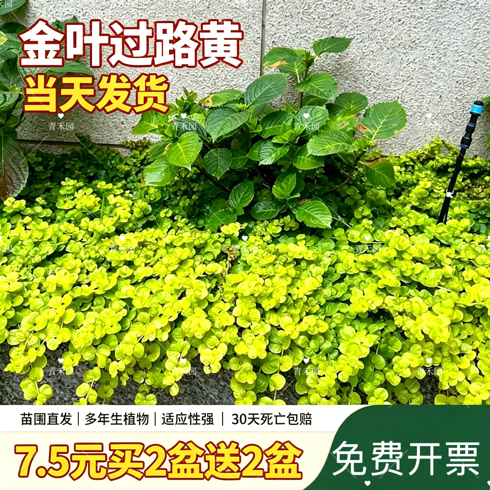 金叶过路黄佛甲草中华景天薄雪万年草庭院绿化植物耐热耐寒耐踩青