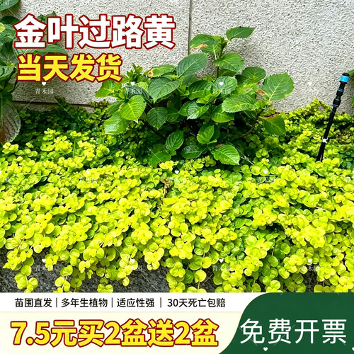 庭院绿化耐寒耐热常绿开花耐踩